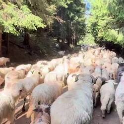 Damit mich die Hunde in Ruhe lassen, hat mich ein Hirte in die Herde hineingeführt.