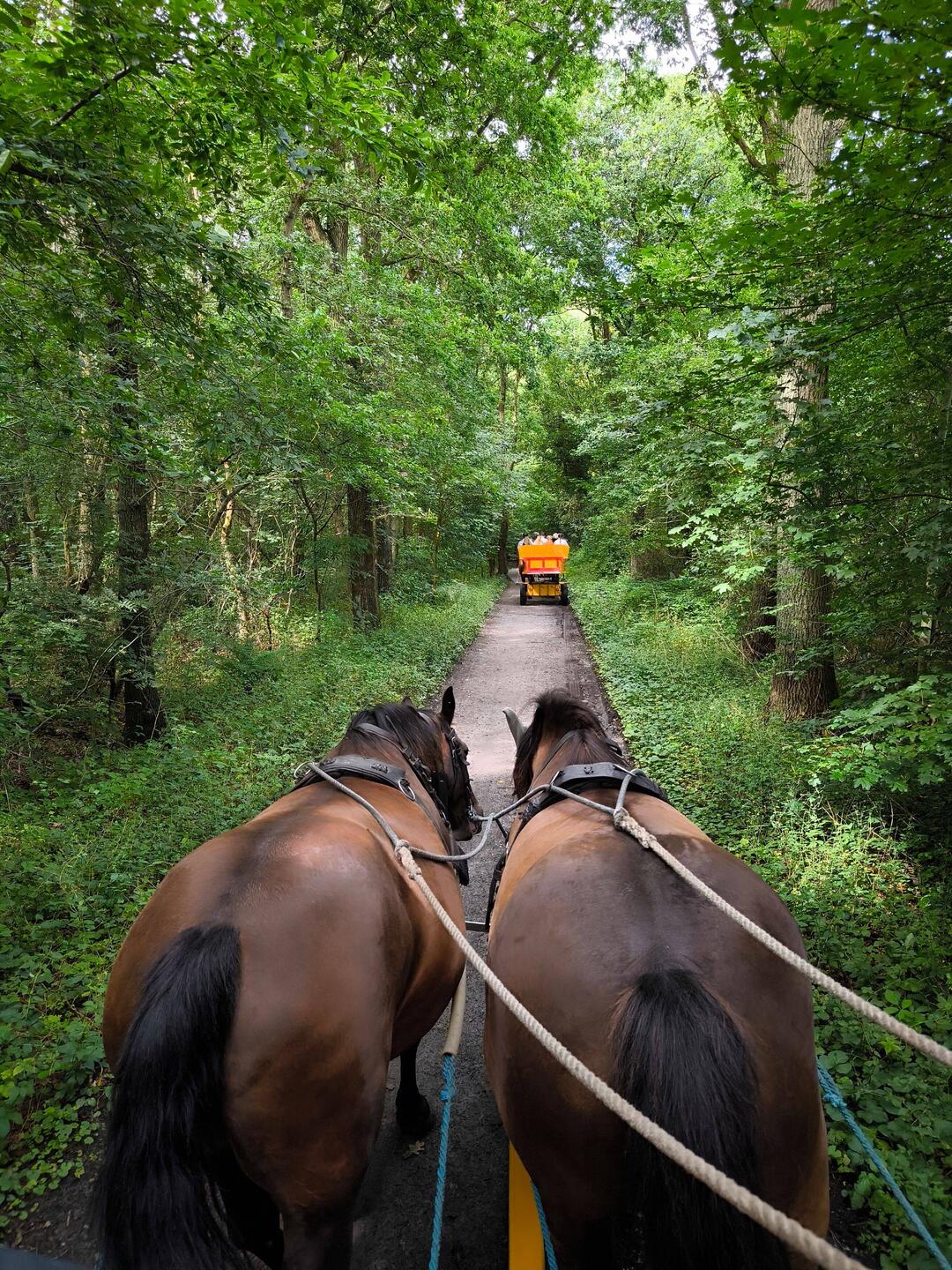 Die ersten 30 Min. geht es durch den Wald.