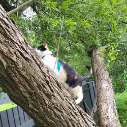 Leni klettert lieber (um uns zu entwischen).