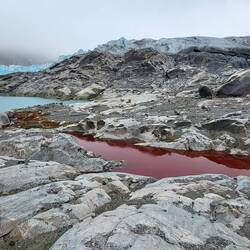 Pink/red is from algae