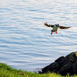 Zum Abschluss nochmal ein paar Puffins 🥰