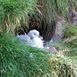 Und Möwen- hier "Plüsch"-Küken