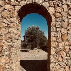 Ein seeehhrrrr alter Olivenbau.