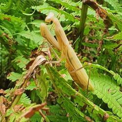 Gottesanbeterin im Farn