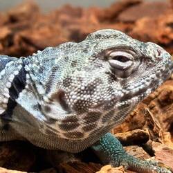 Banded Lizard