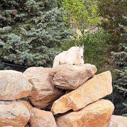 Billy Goat by the Entrance