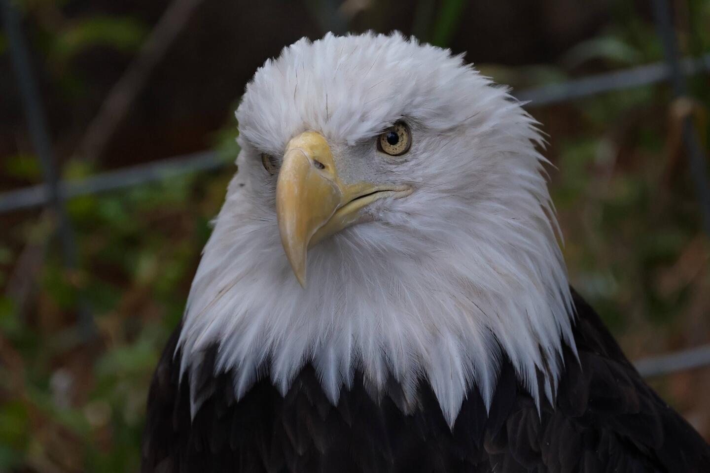 Eagle with broken wing is permanent resident