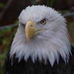 Eagle with broken wing is permanent resident
