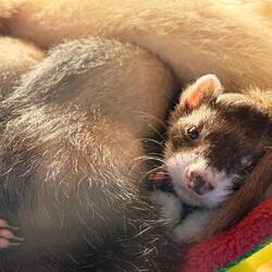 Bundle of ferrets
