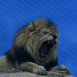 Yawning Lion was vocal about dogs in his park