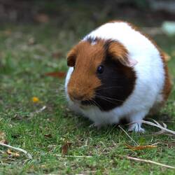 Peruvian entree on the hoof