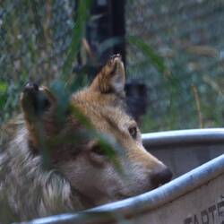 Mexican Wolf cooling off in a tub