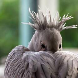 Pelican trying to nap