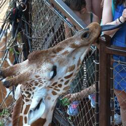 Feeding lettuce bundles