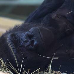 Gorilla with her newborn baby