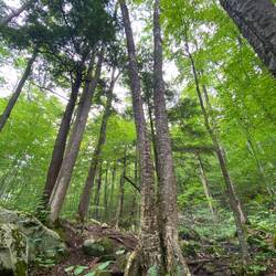 Unberührt Natur pur-keine cell phone Abdeckung🤪