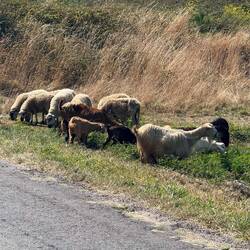 We ran into a local gang on our way back to town at lunchtime.