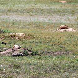 Prairie Dogs