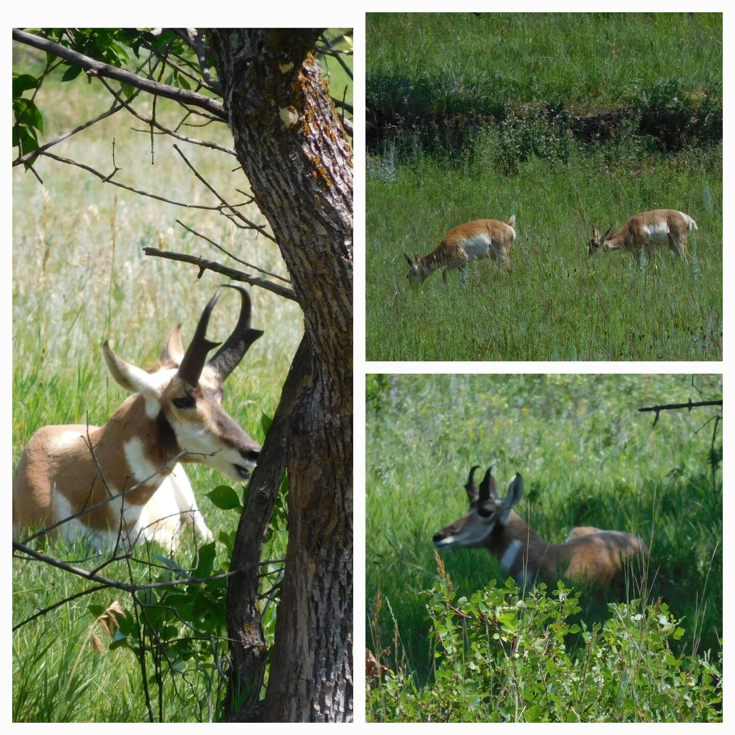 Pronghorns