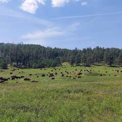 Bisonherde