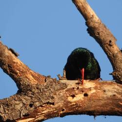 Green Woodhoopoe