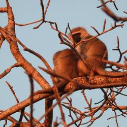Vervet Monkeys