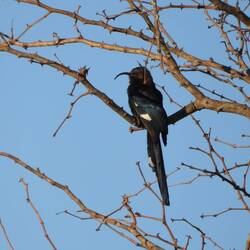 Common Scimitarbill