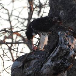 African Hawk-Eagle