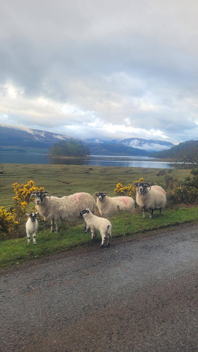 Ich verlasse das Loch Linnhe und biege ins Conaglen ab.