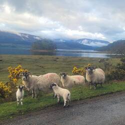 Ich verlasse das Loch Linnhe und biege ins Conaglen ab.