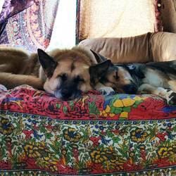 Hund und Mensch sind ausgepowert 😇