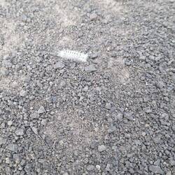 LOVE these furry white caterpillars!!