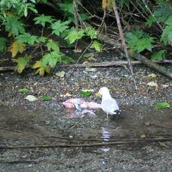 "Lecker Lachsreste"- Was der Bär übrig lässt findet auch noch Abnehmer...