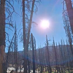 Verbrannte Bäume im Nationalpark von schweren Waldbränden