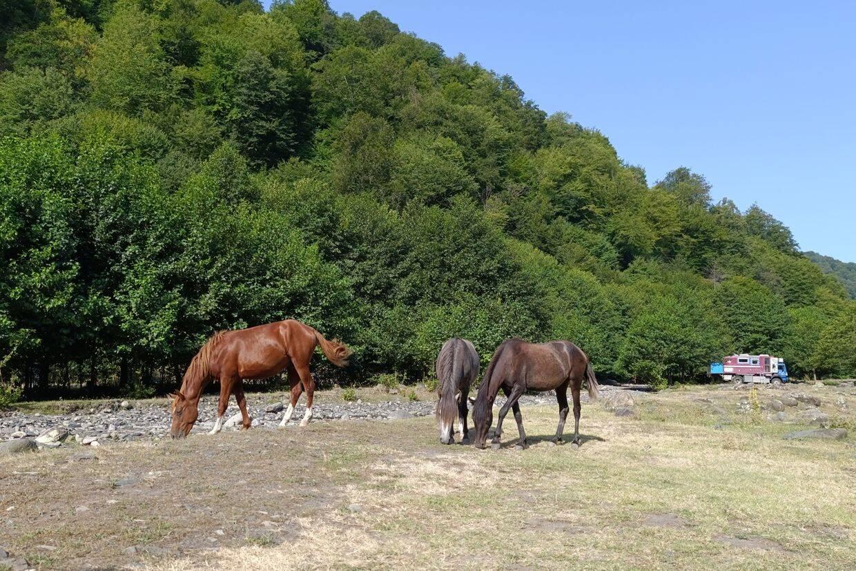 Pferdebesuch
