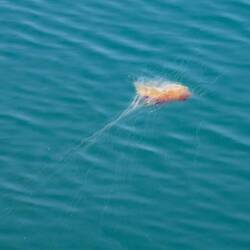 Qualle im Hafenbecken