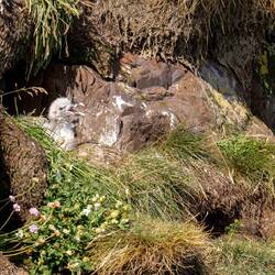 Nachwuchs, diesmal von der Möwe