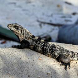 Black iguana.