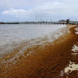 East side of the island: massive increase in Sargassum biomass.