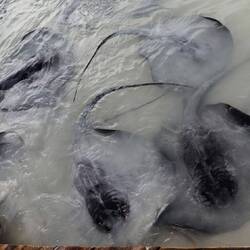 Example of a dubious "attraction" at an up-market hotel: feeding and touching stingrays.