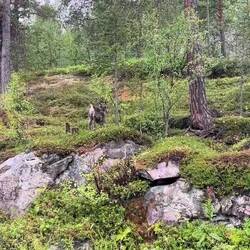 Doch ein Rentier 😉