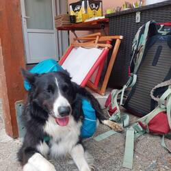 Die Süße ist platt