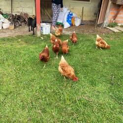 Letting "the girls" out to scratch for food. They produce a dozen eggs a day.