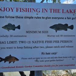 Carp are not loved in inland waterways