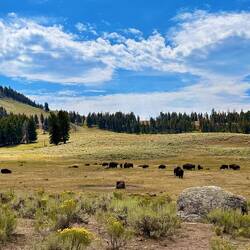 Das Bison-Sightseeing geht weiter