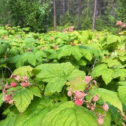 Mit wilden Himbeeren schlagen wir uns die Bäuche voll (fotografiert nach dem Pflücken)