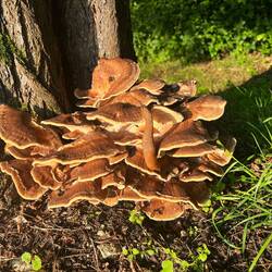 Dræbersneglen har fundet sin morgenmad