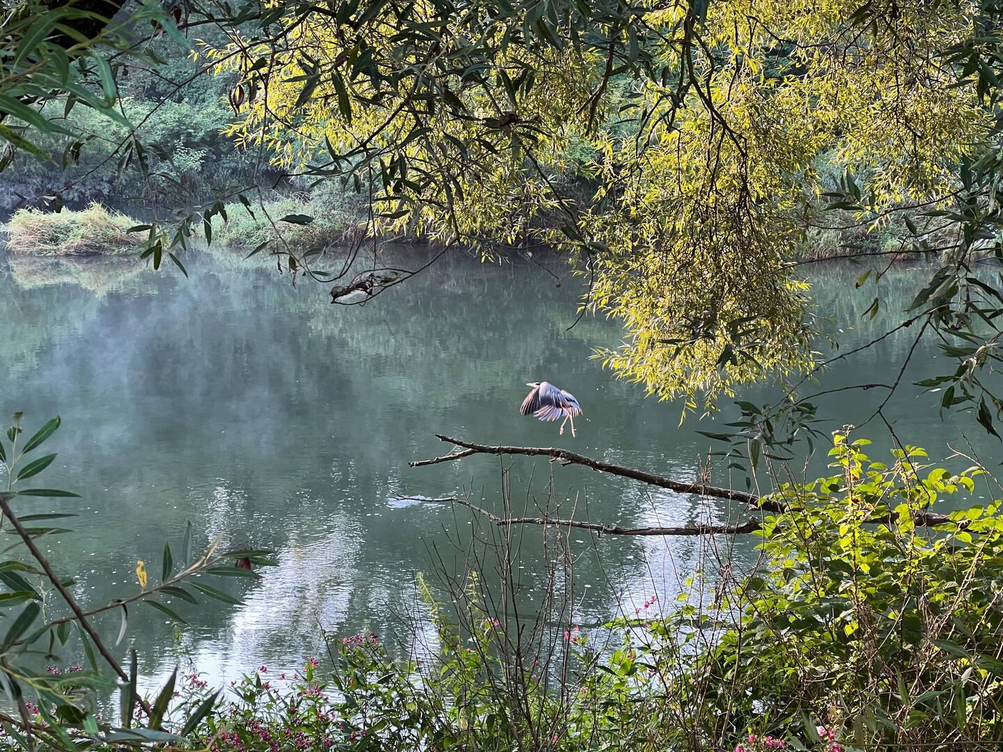 Fiskehejren ved floden Sota