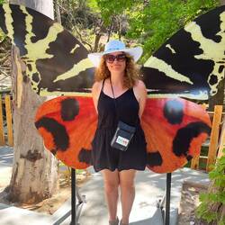 An adorable butterfly
