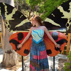 An ethereal butterfly